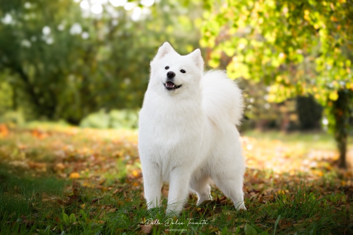Velluto Birdy Della Dolce Trinità