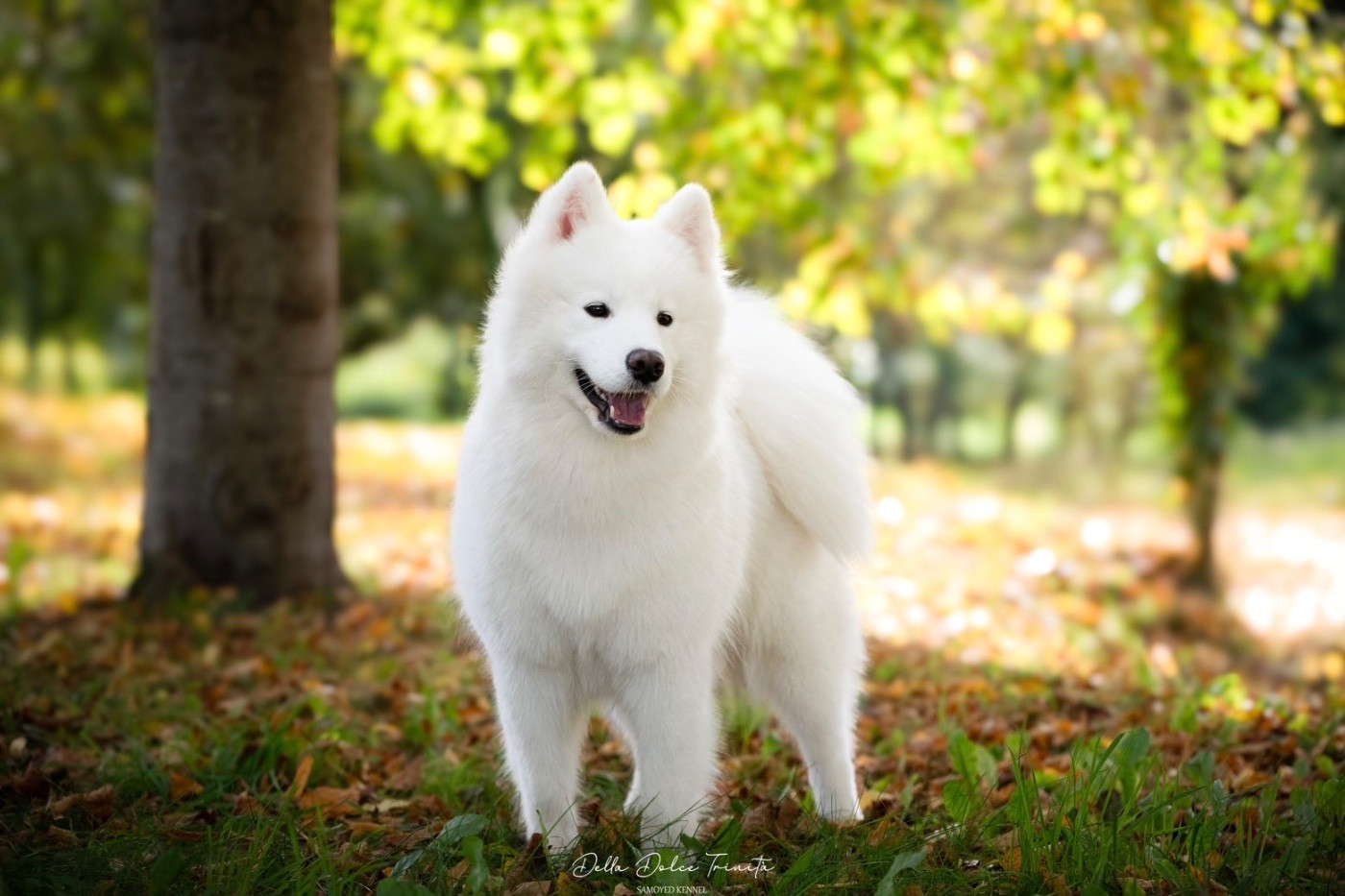 Velluto Rozy Della Dolce Trinità